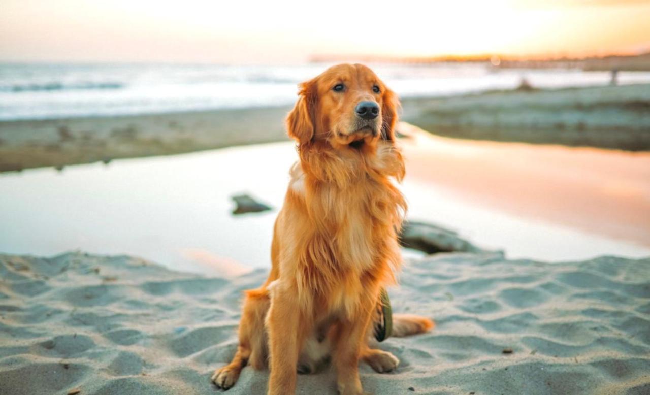 Idyllic Cornish Cottage, Superking Bed, Private Garden Dogs Welcome Truro Luaran gambar