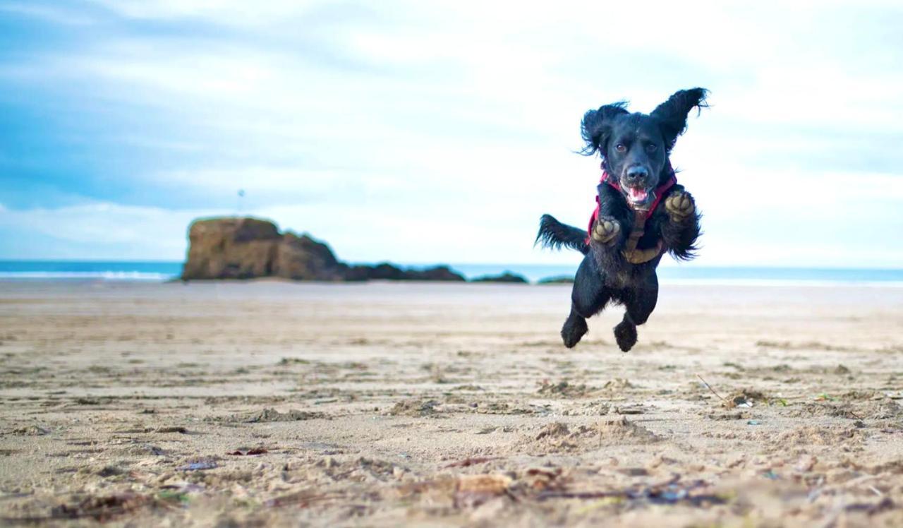 Idyllic Cornish Cottage, Superking Bed, Private Garden Dogs Welcome Truro Luaran gambar